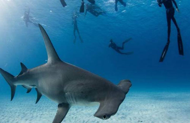 Trước đó, để bảo vệ loài cá mập búa thì các nhà khoa học cũng liều mình tiếp cận loài động vật này.