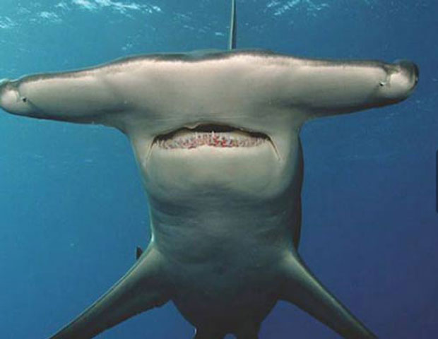 Cận cảnh vẻ nguy hiểm của cá mập búa.