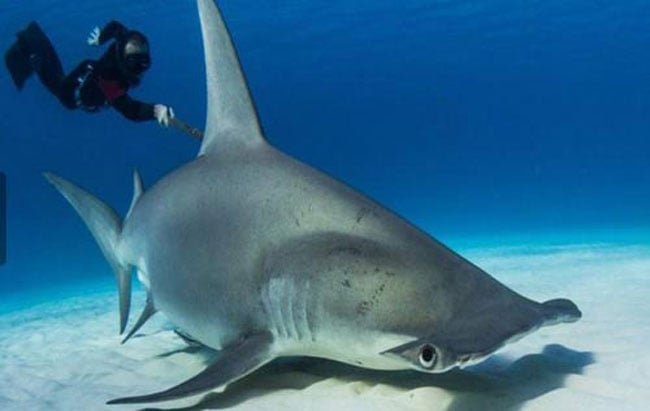 Các nhà khoa học tìm hiểu đặc tính và nguyên nhân vì sao cá mập búa lại về vùng Bimini ít hơn trước.