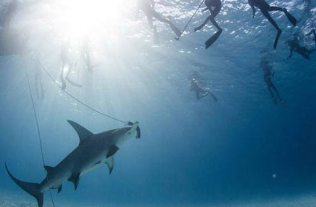 Theo các nhà khoa học, những kết quả nghiên cứu sẽ góp phần bảo vệ cá mập đầu búa khỏi nguy cơ tuyệt chùng, đồng thời họ sẽ tiến hành xây dựng kế hoạch bảo vệ tích cực loài vật này trong tương lai gần.