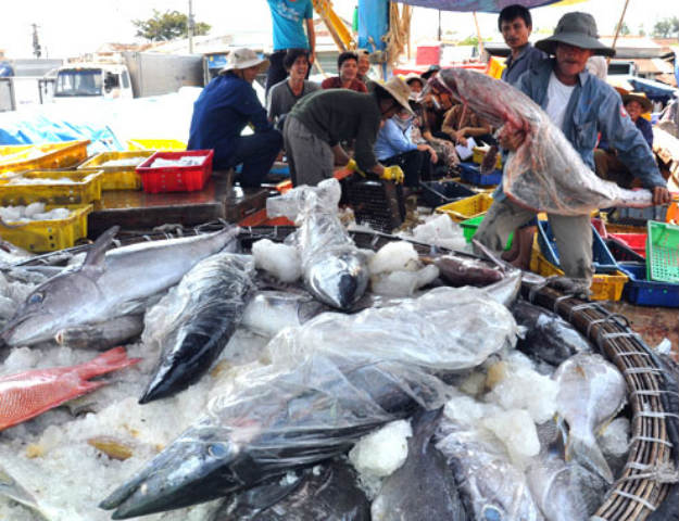 Chuyến đi biển này của ông Quang cùng 15 ngư dân thu được 7 tấn cá, bán cho tư thương đưa đi tiêu thụ. Nguồn VNE