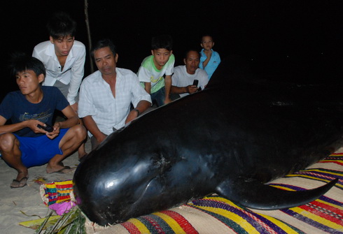 Cá voi được ngư dân để tang.