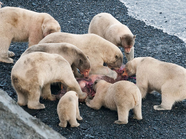 Sự tan băng vào mùa hè cung cấp cho loài gấu thức ăn phong phú hơn. Những con gấu ở đảo Wrangel đang thưởng thức bữa ăn của mình.