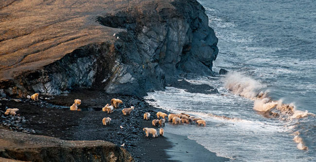 Hầu hết những con gấu Bắc cực tập trung ở bờ biển, nơi chúng có thể kiếm được những con mồi như hải cẩu hay các loài chim biển.