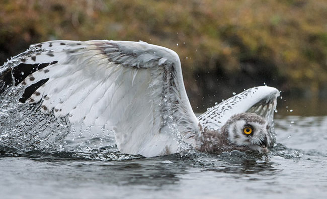 Vào tháng 8, cú tuyết non bắt đầu tập bay. Chúng có thể dùng đôi cánh như mái chèo để bơi trong nước.