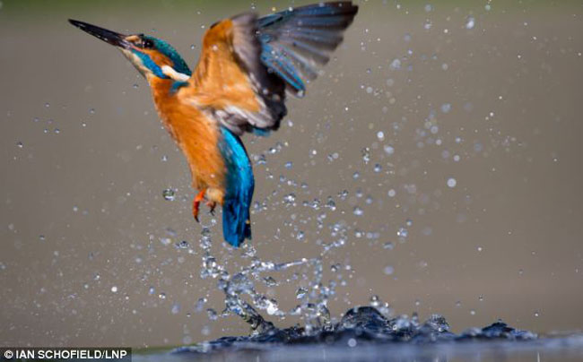 Chim bói cá làm bột nước bắn tung tóe khi bay lên khỏi dòng sông Salwarpe gần Droitwick.