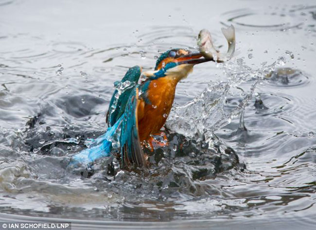 Dù đã cố gắng thoát thân nhưng thật khó cho con cá khi chim bói cá đang bay lên khỏi mặt nước.