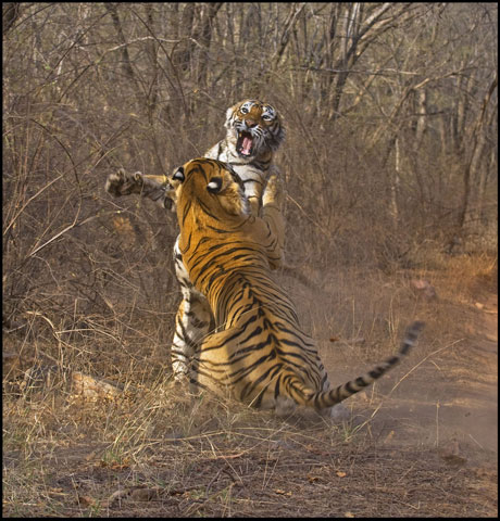 Cuộc chiến giành mồi giữa những loài động vật luôn là cuộc chiến khốc liệt đặc biệt là trong cùng một loài.
