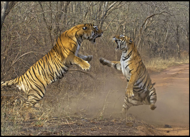 Trong hình là cuộc chiến giữa một con hổ đực và một con hổ cái.