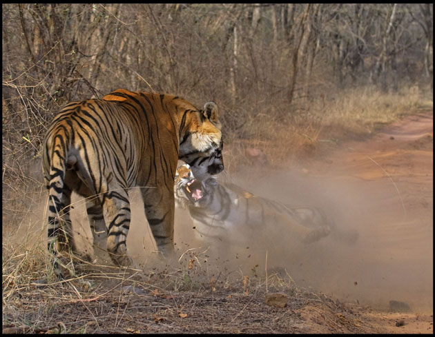 Con hổ đực dám ăn cắp bữa tối của con hổ cái và điều này khiến cho cuộc chiến xảy ra.