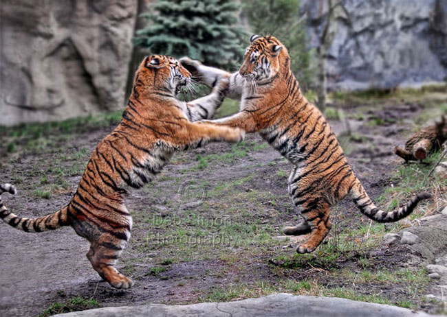 Những hình ảnh đánh nhau của loài hổ không phải là quá hiếm hoi.