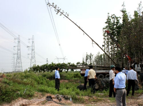 Mất điện toàn miền Nam vì cây dầu cao 15m.