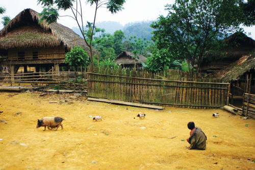 Là cộng đồng có dân số ít lại cách ly với thế giới bên ngoài, người Đan Lai có nguy cơ suy giảm giống nòi do hôn nhân cận huyết.