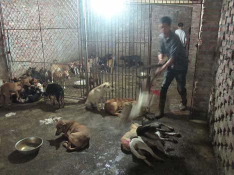 Những lò mổ chó ở Việt Nam mỗi ngày giết hàng trăm con chó