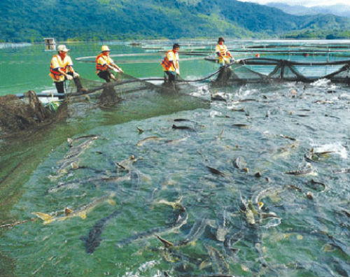 Mỗi ngày có 2 – 3 tấn cá tầm không rõ nguồn gốc nhập lậu vào TP HCM. Ảnh: internet 