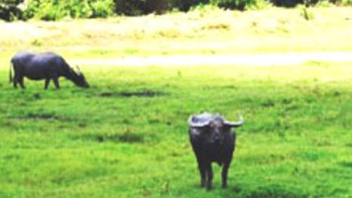 Trâu đực thoát từ lò mổ ra vẫn rất hung hăng khi ở ngoài cánh đồng cỏ thuộc phường Định Hoà, thị xã Thủ Dầu Một, tỉnh Bình Dương 