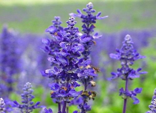 Oải hương, là một trong những loại hoa có tác dụng kích thích tình dục phổ biến nhất. Với hầu hết nam giới, mùi hương này đều có khả năng tác động đến ham muốn trong chuyện ấy.