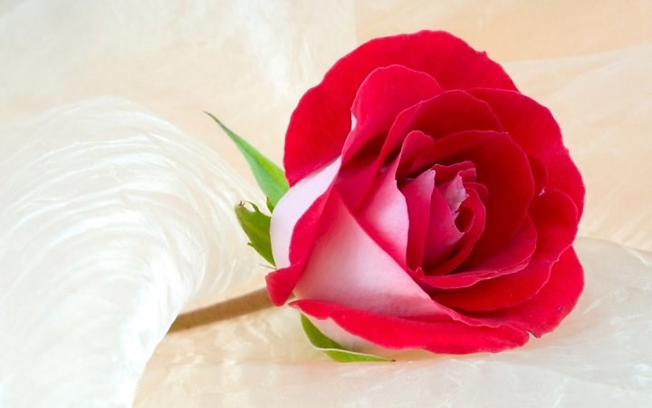 Cánh hoa hồng, ngoài công dụng làm đẹp cho da, hoa hồng còn được dùng để chữa trị một số căn bệnh như khó tiêu, kháng viêm… Đây cũng là một loại thuốc kích thích ham muốn. Khả năng kháng viêm của hoa hồng giúp cải thiện sự thông thoáng trong các mạch máu, đẩy nhanh tốc độ lưu thông máu đến các cơ quan sinh dục.