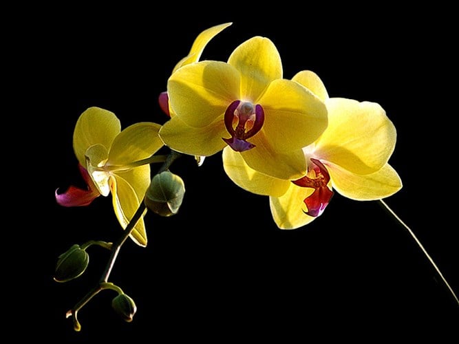 Hoa lan, một số loại hoa lan có thể sản sinh ra vani – một trong những chất kích thích tình dục mạnh nhất. Hương hoa lan hay vani đều tạo cảm giác gợi cảm và ham muốn mạnh mẽ.