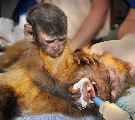 Mặc dù bị ngã nhưng khỉ mẹ vẫn cố ôm và bảo vệ cho con nên bị thương nặng hơn.Từ lúc biết khỉ mẹ bị thương, chú khỉ con không rời mẹ nửa bước và có vẻ đang rất lo lắng cho bệnh tình của mẹ.