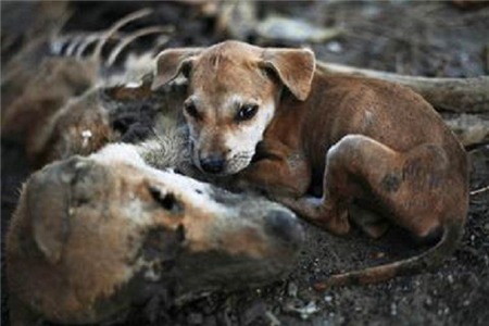 Một chú chó đã ngồi cạnh xác mẹ khi thân xác của chó mẹ đã gần như phân hủy, vài ngày sau khi chó mẹ bị giết tại 1 vụ bạo động phía Đông khu Pikesake, Kyaukphyu, Myanmar. Khuôn mặt buồn so của chú khiến bao người rơi lệ.
