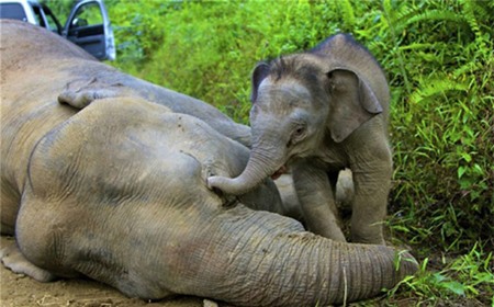 Hình ảnh chú voi lùn con miệt mài gọi voi mẹ đã chết khiến nhiều người vô cùng xót xa. Nó không chịu rời xa mẹ nửa bước.
