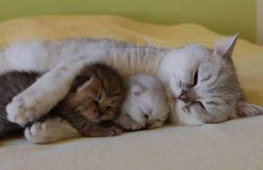 Mèo mẹ ôm chặt mèo con khi ngủ thật bình yên và ấm áp.