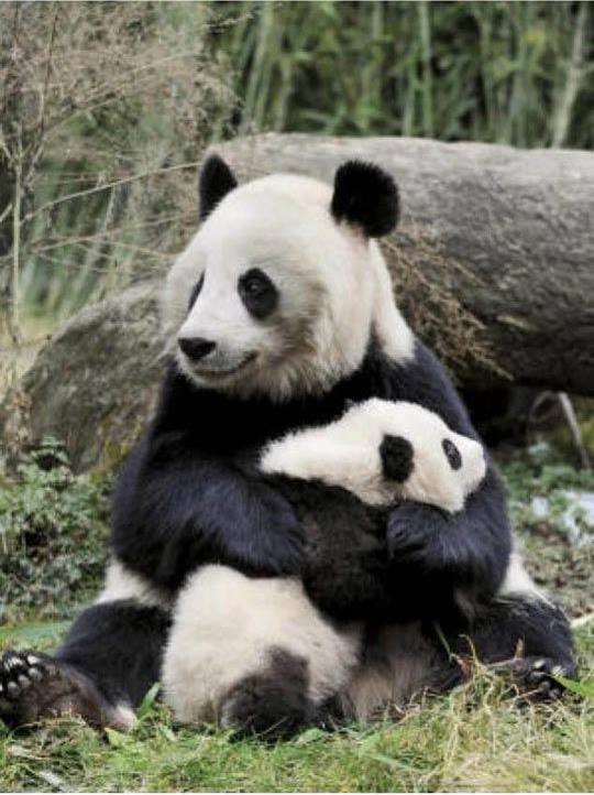 Khi sợ hãi gấu con chạy sà vào lòng gấu mẹ để được đôi tay của gấu mẹ chở che.
