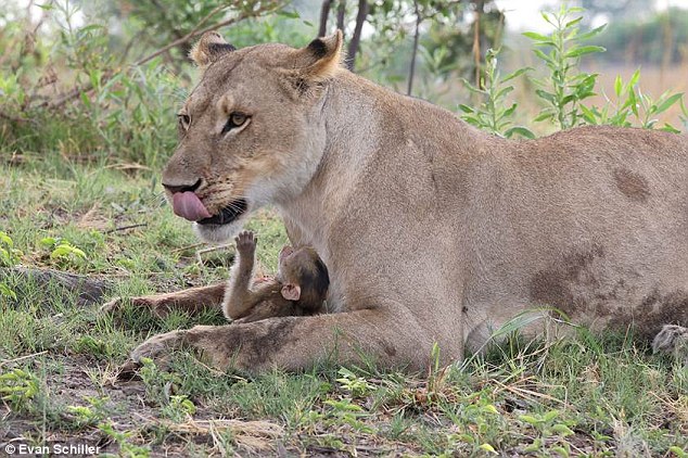 Cuộc chạm trán gay cấn giữa khỉ đầu chó con và một con sư tử cái ở Botswana đã được vợ của nhiếp ảnh gia viết lên blog cá nhân.