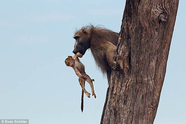 Khỉ cha đã nhanh chóng leo lên cây cắp theo khỉ con một cách an toàn.