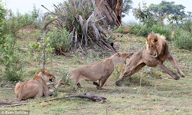Nhưng ngay sau đó, sư tử đã bị phân tâm bởi hai con sư tử đực mà đoàn du khách phát hiện mấy ngày trước, điều này đã tạo cơ hội cho khỉ cha giải thoát khỉ con.
