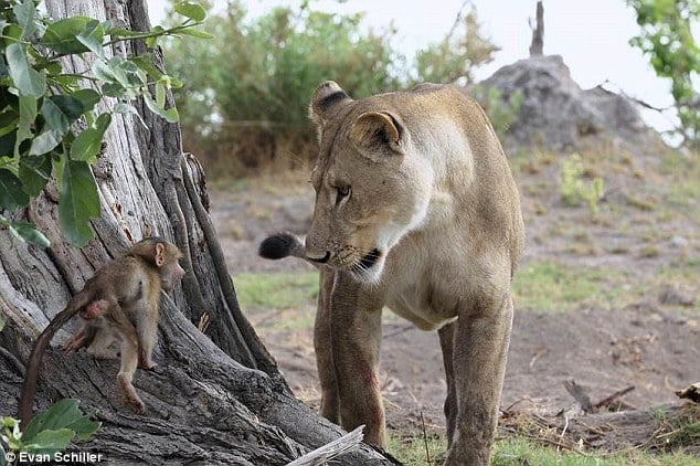 Khỉ con còn quá nhỏ nên sau một hồi cố leo lên cây nó lại bị tuột xuống đất.