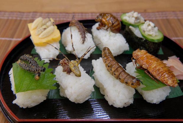 Sushi côn trùng là một trong những đặc sản của Nhật Bản.