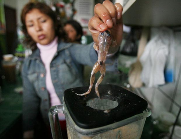 Sinh tố ếch là một trong những đặc sản của Peru. Ếch được lột da và trộn với khoảng 20 loại nguyên liệu khác nhau để tạo nên thức uống có một không hai cho thực khách
