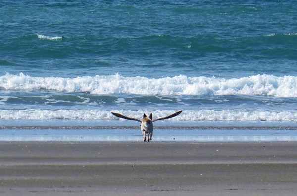 Không, chú chó này không có cánh và cũng không biết bay.
