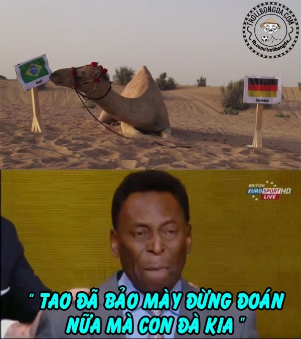Vua bóng đá Pele nổi giận trước dự đoán của chú lạc đà Shaheen.