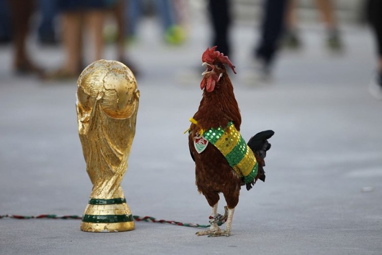 Chú gà trống này có thể sẽ thay thế Lạc đà tiên tri kết quả World Cup năm nay.