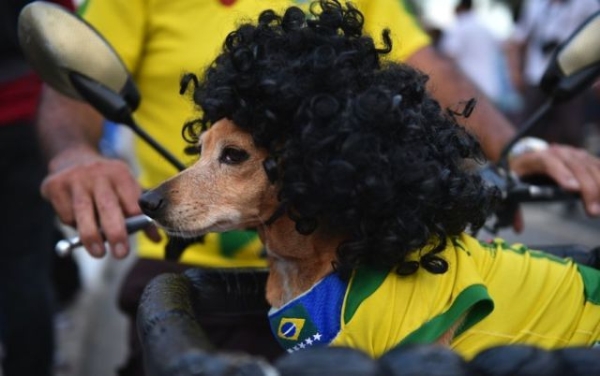 Chú cún cũng được làm đẹp để trở thành CĐV World Cup.