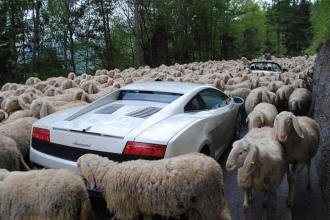 Lái siêu xe Lamborghini đi... chăn cừu?
