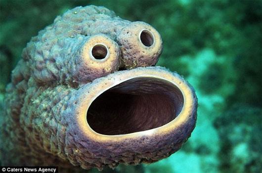 Một nhiếp ảnh gia đã tình cờ chụp được loài bọt biển này tại vùng biển Caribbean. Nó có đôi mắt nhô ra, miệng rộng, bề ngoài màu xanh. Sinh vật kỳ lạ cũng chủ yếu sinh sống nhờ ăn các sinh vật phù du.
