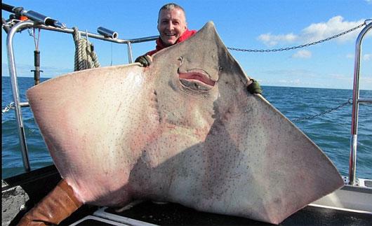 Vào hồi tháng 4 năm 2012, Andy Logan, 38 tuổi, đang đánh bắt cá ở biển, anh đã bắt được chú cá lạ nặng tới 111kg, dài khoảng 2m, chiều ngang khoảng 3,5m.