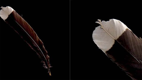 Chiếc lông chim đắt nhất là chiếc lông của chim Huia đã tuyệt chủng giá 8.000 USD.