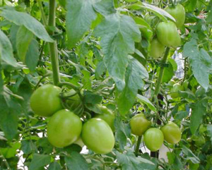 Cà chua xanh. Cà chua xanh có chứa chất độc Solanine. Do đó, khi ăn cà chua xanh, khoang miệng có cảm giác đắng chát; sau khi ăn có thể xuất hiện các triệu chứng ngộ độc như chóng mặt, buồn nôn, nôn mửa… Giới khoa học còn cảnh báo ăn cà chua xanh sống càng nguy hiểm.