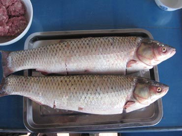 Mật cá. Mật cá chứa độc tố nguy hại cho sức khoẻ. Cá càng lớn độc tố càng mạnh. Loại độc tố này có đặc điểm không bị phá hủy ở nhiệt độ cao và trong cồn, sau khi ăn vào sẽ bị tổn hại đến chức năng gan và thận, ở mức độ nặng có thể gây tử vong.