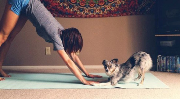 Khi "cún cưng" cũng tập yoga...