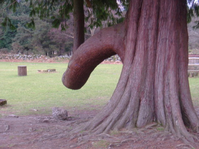 Thân cây này có vẻ lạ ghê!