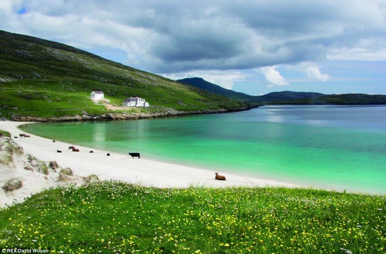 Vẻ đẹp như cổ tích của bãi biển hoang sơ với những chú bò thong dong nằm phơi nắng trên quần đảo Outer Hebrides.