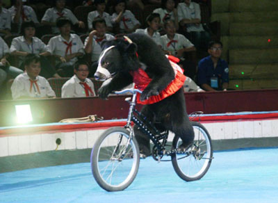 Gấu cũng đi xe đạp này.