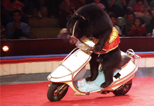 Chú Gấu đi xe máy rất điêu luyện.