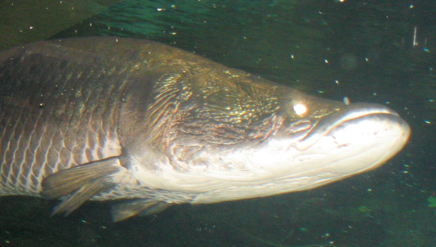 Hải tượng long có hàm răng sắc nhọn để xẻ thịt con mồi.